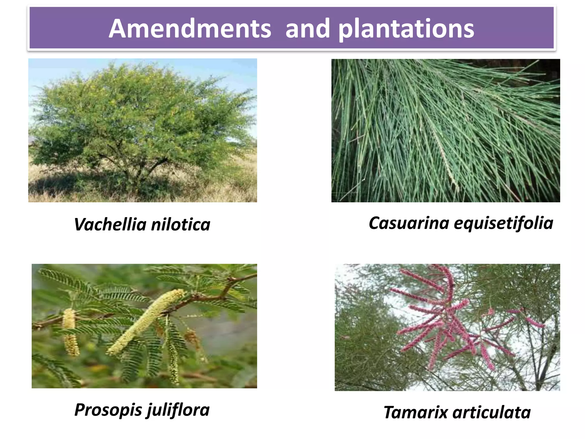 Amendments and plantations
Casuarina equisetifolia
Tamarix articulataProsopis juliflora
Vachellia nilotica
 