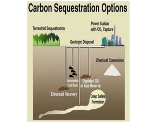 Soil management strategies to enhance carbon sequestration potential of ...
