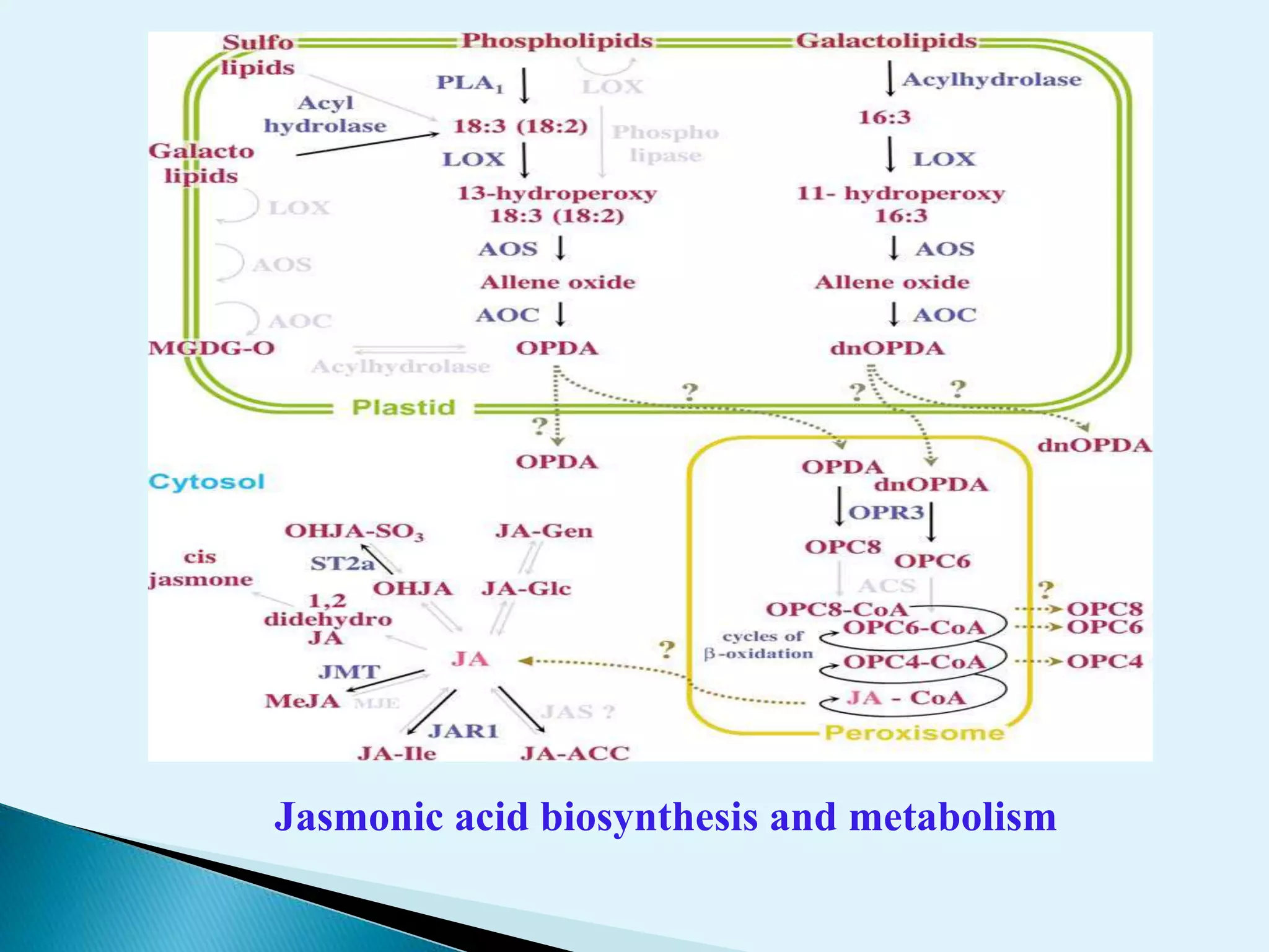 Jasmonic acid biosynthesis and metabolism
 