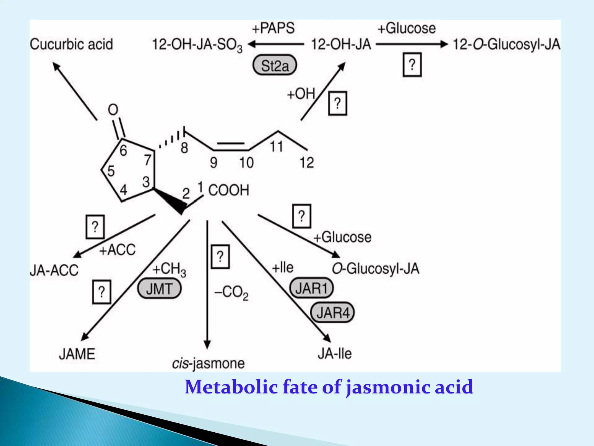 Metabolic fate of jasmonic acid
 