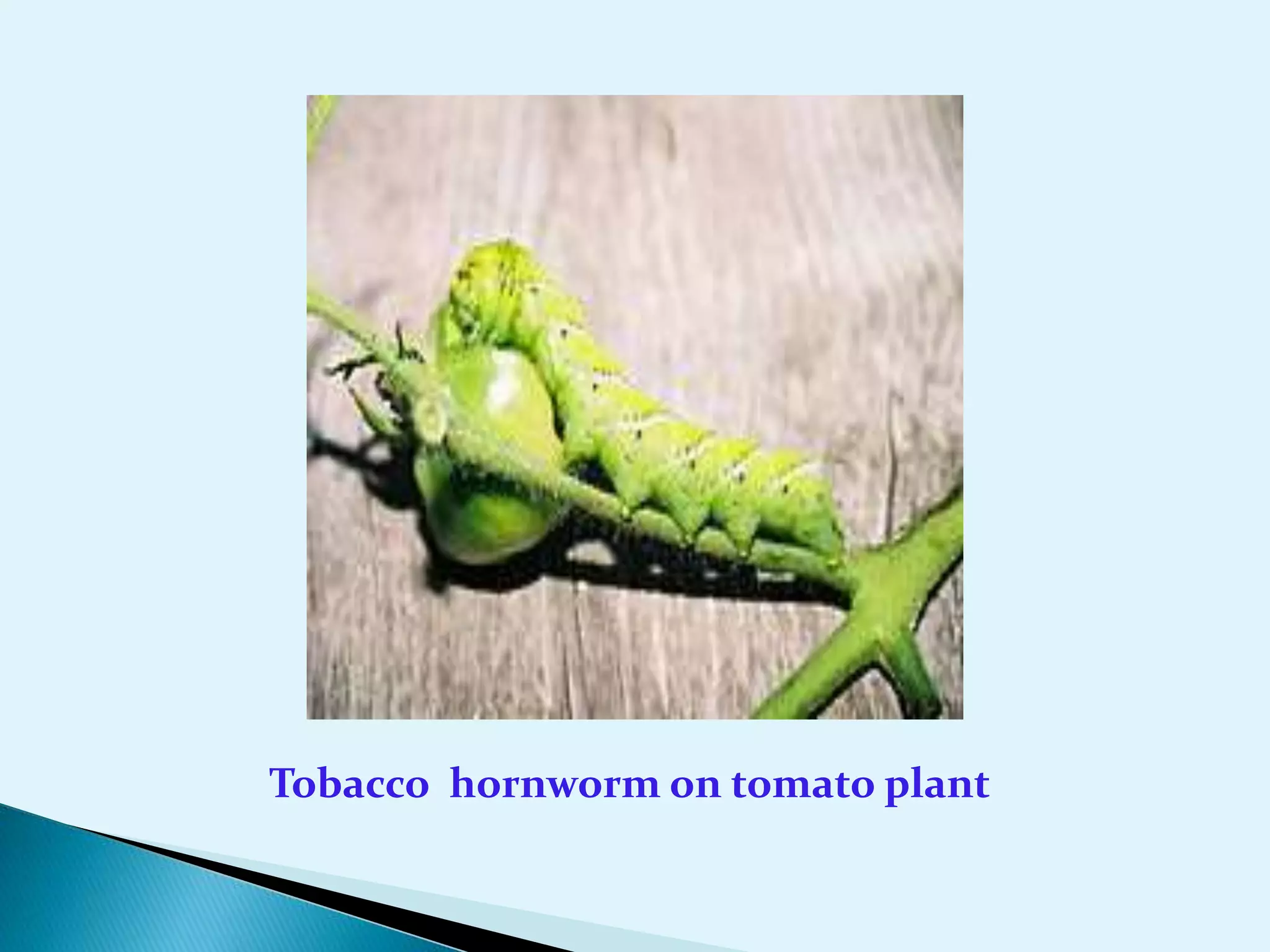 Tobacco hornworm on tomato plant
 