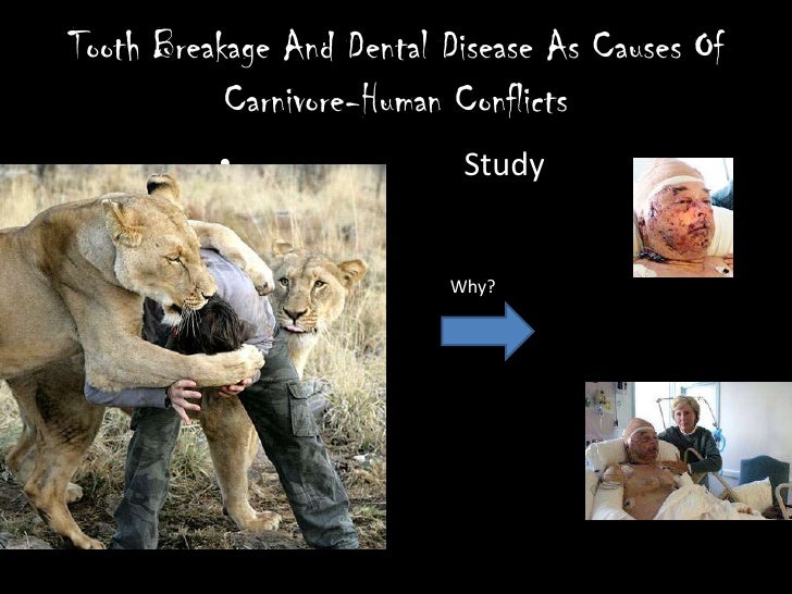 Tooth Breakage And Dental Disease As Causes Of CarnivoreHuman Confli…