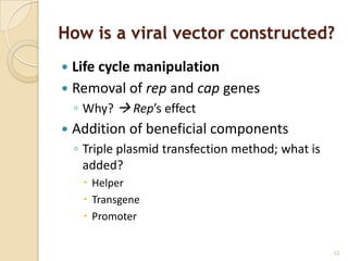 How is a viral vector constructed?
 Life cycle manipulation
 Removal of rep and cap genes
    ◦ Why?  Rep’s effect
   Addition of beneficial components
    ◦ Triple plasmid transfection method; what is
      added?
      Helper
      Transgene
      Promoter


                                                    12
 