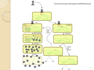 http://schoolnet.gov.mt/biology/virus%20life%20cycle.gif




                                                      13
 