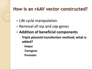 How is an rAAV vector constructed?

  Life cycle manipulation
  Removal of rep and cap genes
  Addition of beneficial components
     ◦ Triple plasmid transfection method; what is
       added?
       Helper
       Transgene
       Promoter


                                                     16
 