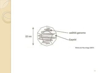 Molecular Neurology (2007)




                         18
 