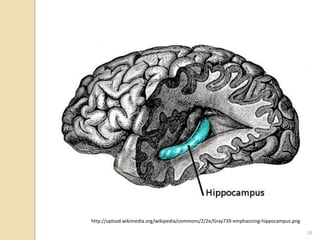 http://upload.wikimedia.org/wikipedia/commons/2/2e/Gray739-emphasizing-hippocampus.png

                                                                                         28
 