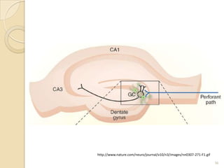 http://www.nature.com/neuro/journal/v10/n3/images/nn0307-271-F1.gif

                                                                      36
 