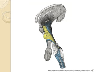 43
http://upload.wikimedia.org/wikipedia/commons/0/00/Gray685.png
 