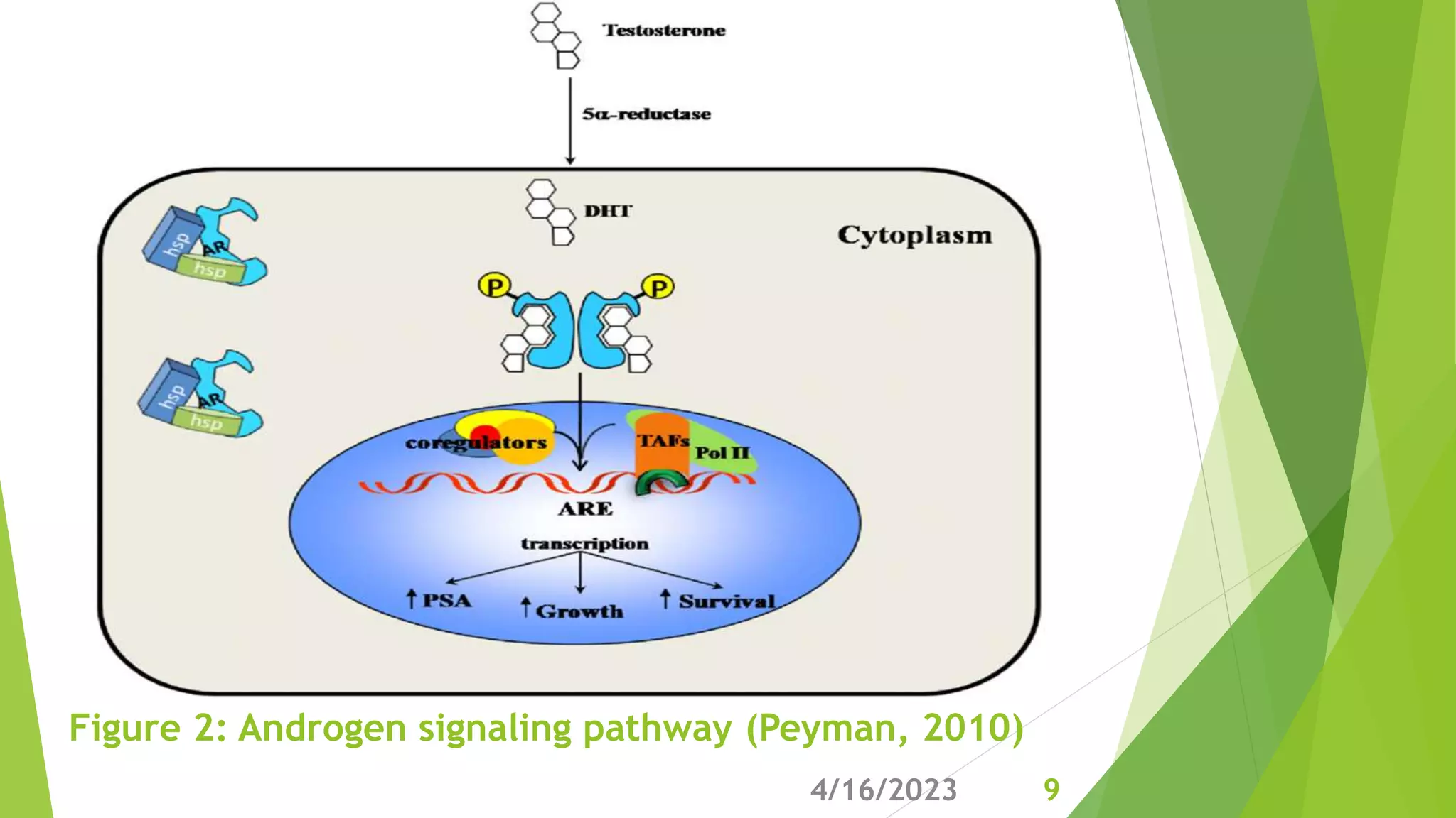 UNLOCKING THE SECRETS OF ANDROGEN RECEPTORS IN PROSTATE CANCER ...