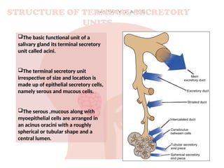 Acinus Functional Unit SALIVARY GLANDS - (Major & Minor) | PPTX