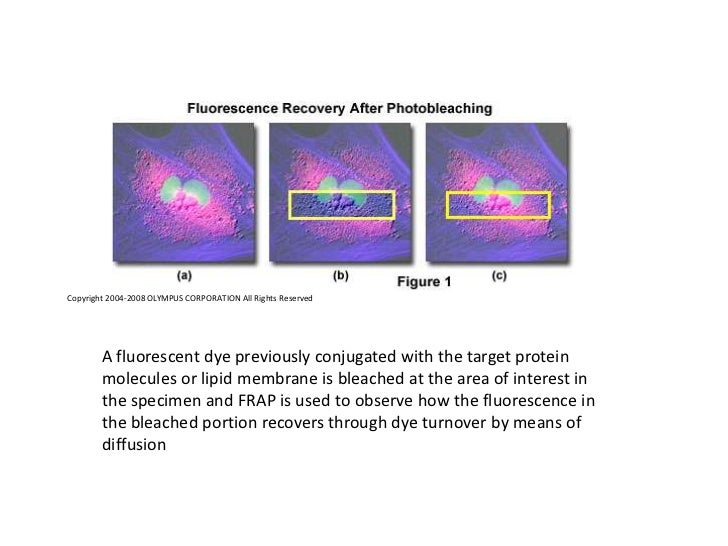 Fluorescence recovery after photo bleaching
