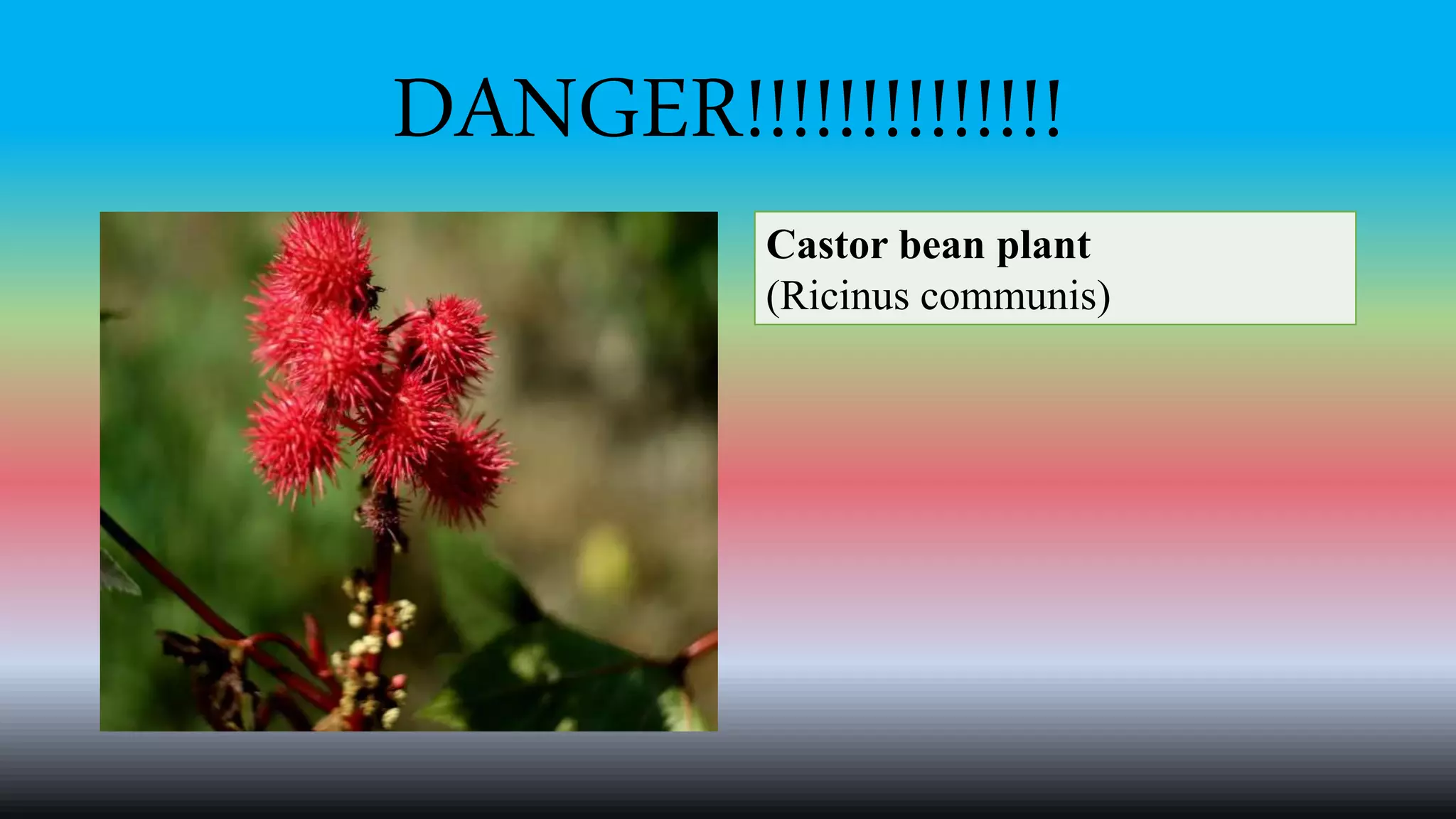 DANGER!!!!!!!!!!!!!!
Castor bean plant
(Ricinus communis)
 