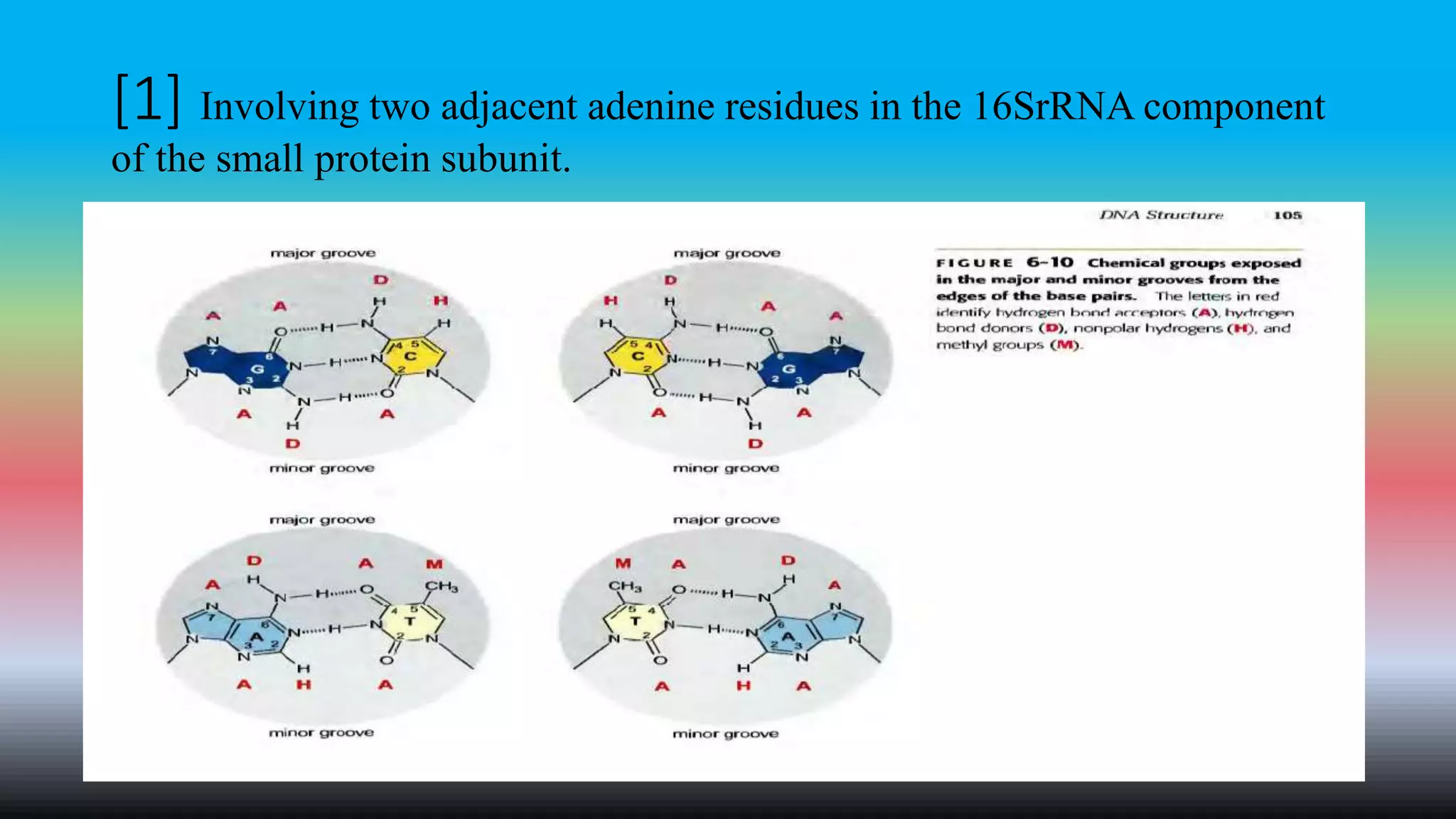 [1] Involving two adjacent adenine residues in the 16SrRNA component
of the small protein subunit.
 