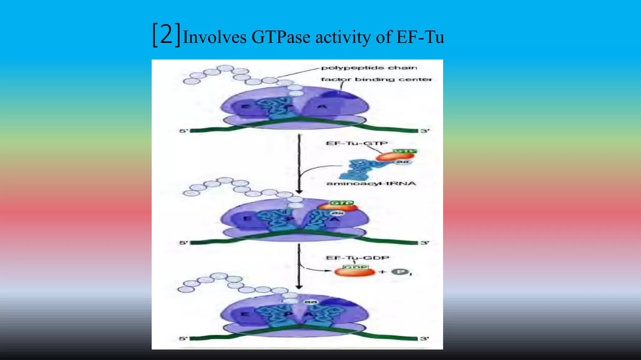 [2]Involves GTPase activity of EF-Tu
 