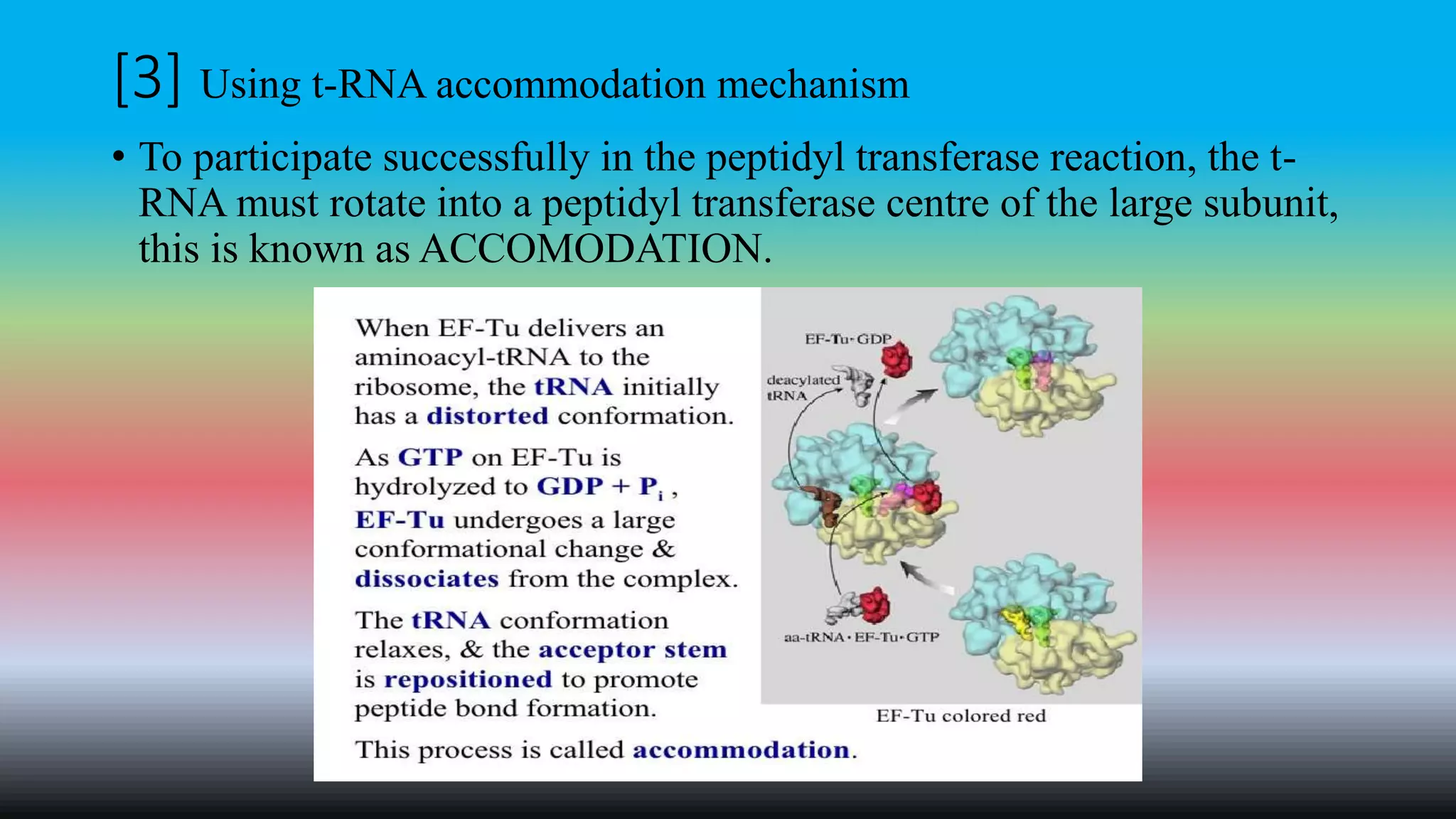 [3] Using t-RNA accommodation mechanism
• To participate successfully in the peptidyl transferase reaction, the t-
RNA must rotate into a peptidyl transferase centre of the large subunit,
this is known as ACCOMODATION.
 