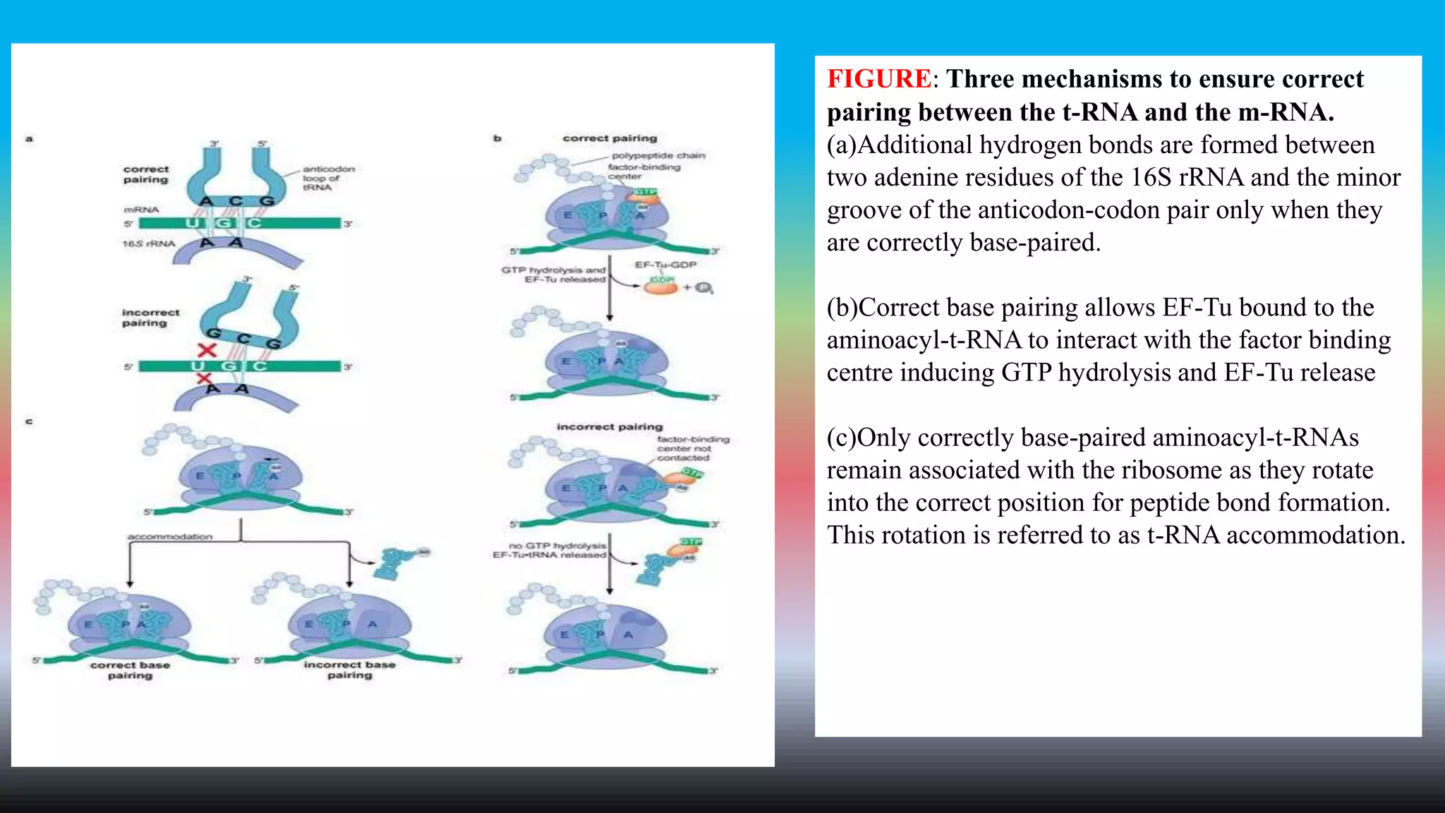 FIGURE: Three mechanisms to ensure correct
pairing between the t-RNA and the m-RNA.
(a)Additional hydrogen bonds are formed between
two adenine residues of the 16S rRNA and the minor
groove of the anticodon-codon pair only when they
are correctly base-paired.
(b)Correct base pairing allows EF-Tu bound to the
aminoacyl-t-RNA to interact with the factor binding
centre inducing GTP hydrolysis and EF-Tu release
(c)Only correctly base-paired aminoacyl-t-RNAs
remain associated with the ribosome as they rotate
into the correct position for peptide bond formation.
This rotation is referred to as t-RNA accommodation.
 