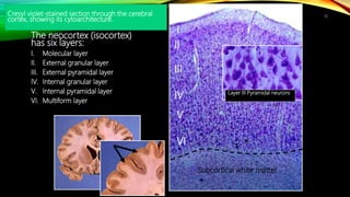 brain chemoarchitecture | PPTX