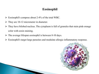 Eosinophil
 Eosinophil's compose about 2-4% of the total WBC.
 They are 10-12 micrometer in diameter.
 They have bilobed nucleus. The cytoplasm is full of granules that stain pink-orange
color with eosin staining.
 The average lifespan eosinophil is between 8-10 days.
 Eosinophil's target large parasites and modulate allergic inflammatory response.
 