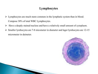 Lymphocytes
 Lymphocytes are much more common in the lymphatic system than in blood.
Compose 30% of total WBC Lymphocytes.
 Have a deeply stained nucleus and have a relatively small amount of cytoplasm.
 Smaller lymhocytes are 7-8 micometer in diameter and lager lymhocytes are 12-15
micrometer in daimeter.
 