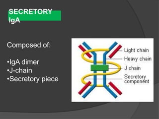 SECRETORY
IgA
Composed of:
•IgA dimer
•J-chain
•Secretory piece
 