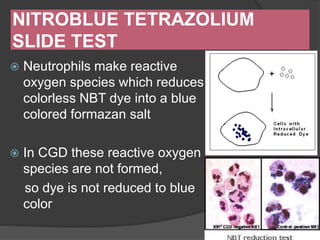 NITROBLUE TETRAZOLIUM
SLIDE TEST
 Neutrophils make reactive
oxygen species which reduces
colorless NBT dye into a blue
colored formazan salt
 In CGD these reactive oxygen
species are not formed,
so dye is not reduced to blue
color
 