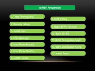 Variabel Pengamatan


1. Tinggi Tanaman (cm)
                                    8. Berat Polong
2. Diameter Batang
                                    9. Bobot Biji Per Tanaman
3. Jumlah Daun
                                    10. Bobot 100 Biji
4. Umur Berbunga
                                    11. Bobot Berangkasan Segar
5. Umur Panen Pertama
                                    12. Bobot Berangkasan Kering
6. Umur Panen Terakhir
                                    13. Indeks Panen
7. Jumlah Polong
 