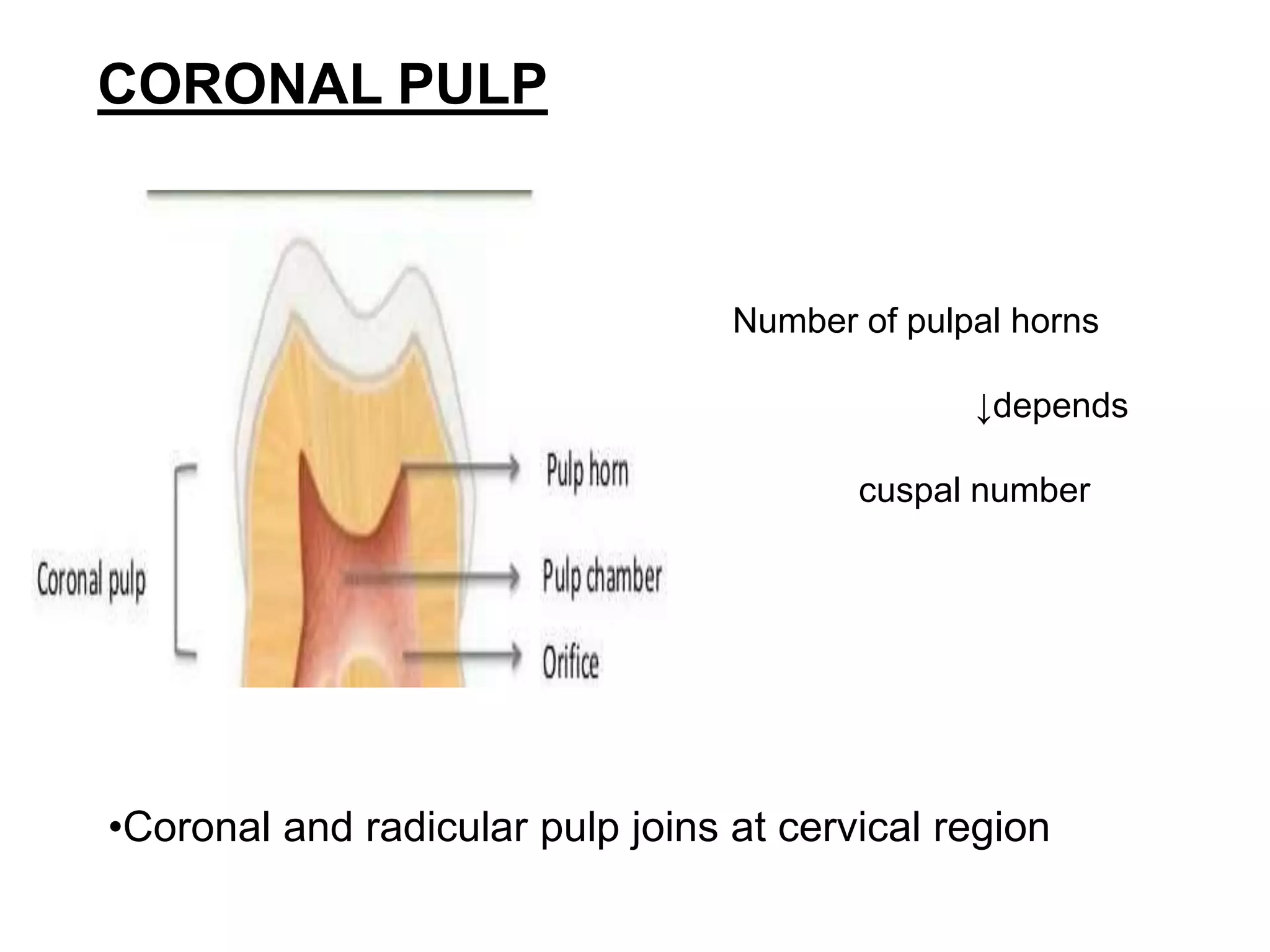 Pulp and cementum | PPTX