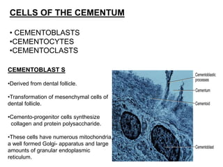Pulp and cementum | PPTX