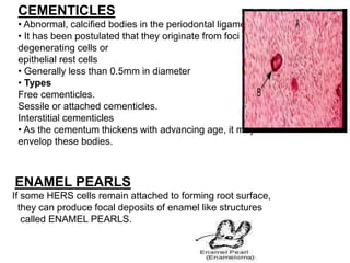 Pulp and cementum | PPTX