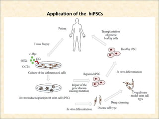 human induced pluripotent stem cells in cancer treatment | PPT