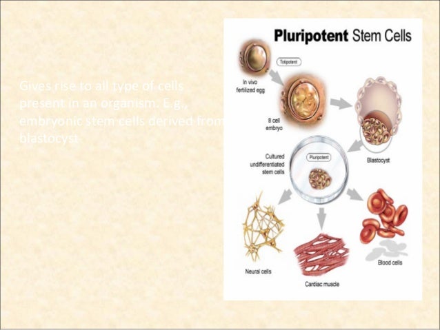 induced pluripotent induced pluripotent