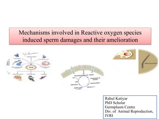 Mechanisms involved in Reactive oxygen species
induced sperm damages and their amelioration
Rahul Katiyar
PhD Scholar
Germplasm Centre
Div. of Animal Reproduction,
IVRI
 