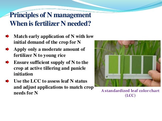 real time nitrogen management in rice leaf colour chart based nitrogen management