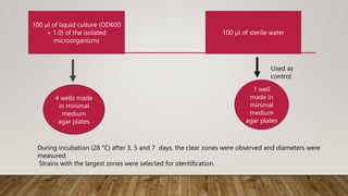 100 µl of liquid culture (OD600
= 1.0) of the isolated
microorganisms
100 µl of sterile water
4 wells made
in minimal
medium
agar plates
1 well
made in
minimal
medium
agar plates
Used as
control
During incubation (28 °C) after 3, 5 and 7 days, the clear zones were observed and diameters were
measured.
Strains with the largest zones were selected for identification.
 