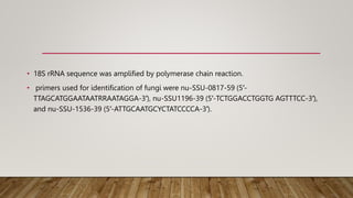 • 18S rRNA sequence was amplified by polymerase chain reaction.
• primers used for identification of fungi were nu-SSU-0817-59 (5′-
TTAGCATGGAATAATRRAATAGGA-3′), nu-SSU1196-39 (5′-TCTGGACCTGGTG AGTTTCC-3′),
and nu-SSU-1536-39 (5′-ATTGCAATGCYCTATCCCCA-3′).
 