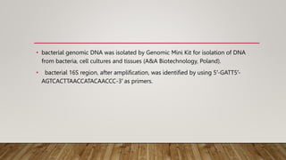 • bacterial genomic DNA was isolated by Genomic Mini Kit for isolation of DNA
from bacteria, cell cultures and tissues (A&A Biotechnology, Poland).
• bacterial 16S region, after amplification, was identified by using 5′-GATT5′-
AGTCACTTAACCATACAACCC-3′ as primers.
 