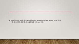  Based on this result, 12 bacterial strains were selected and named as 4A, 52G,
31C, 42C, 42D, 42E, 5D, 31A, 28E, 2B, 33C, and 23B.
 