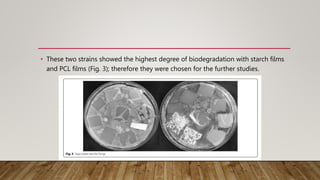 • These two strains showed the highest degree of biodegradation with starch films
and PCL films (Fig. 3); therefore they were chosen for the further studies.
 