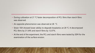 • During cultivation at 21 °C faster decomposition of PCL films than starch films
was observed.
• An opposite phenomenon was observed at 28 °C.
• Strain 16H showed lower ability to degrade bioplastics at 28 °C. It decomposed
PCL films by 21.54% and starch films by 12.07%.
• At the end of the experiment, the PCL and starch films were tested by SEM for the
examination of the surface erosion.
 