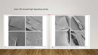 strain 16G showed high degrading activity.
 