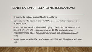 IDENTIFICATION OF ISOLATED MICROORGANISMS :
• to identify the isolated strains of bacteria and fungi.
• comparison of the 16S RNA and 18S RNA sequence with known sequences at
NCBI was done.
• Isolated bacteria were identified as belonging to Pseudomonas species (2B, 5D,
28E, 42D, 42E, 42C, 52G as Pseudomonas sp., 4A, 31A as Pseudomonas
frederiksbergensis, 33C as Pseudomonas mandelli) and Rhodococcus species
(23B).
• Fungal strains were identified as C. rosea (strain 16G) and Trichoderma sp. (strain
16H)
 