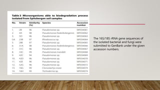 The 16S/18S rRNA gene sequences of
the isolated bacterial and fungi were
submitted to GenBank under the given
accession numbers.
 