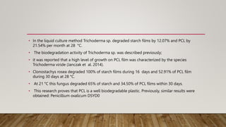 • In the liquid culture method Trichoderma sp. degraded starch films by 12.07% and PCL by
21.54% per month at 28 °C.
• The biodegradation activity of Trichoderma sp. was described previously;
• it was reported that a high level of growth on PCL film was characterized by the species
Trichoderma viride (Janczak et al. 2014).
• Clonostachys rosea degraded 100% of starch films during 16 days and 52.91% of PCL film
during 30 days at 28 °C.
• At 21 °C this fungus degraded 65% of starch and 34.50% of PCL films within 30 days.
• This research proves that PCL is a well biodegradable plastic. Previously, similar results were
obtained: Penicillium oxalicum DSYD0
 