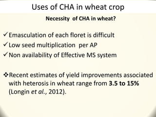 Uses of CHA in wheat crop
Emasculation of each floret is difficult
Low seed multiplication per AP
Non availability of Effective MS system
Recent estimates of yield improvements associated
with heterosis in wheat range from 3.5 to 15%
(Longin et al., 2012).
Necessity of CHA in wheat?
 