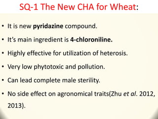 SQ-1 The New CHA for Wheat:
• It is new pyridazine compound.
• It’s main ingredient is 4-chloroniline.
• Highly effective for utilization of heterosis.
• Very low phytotoxic and pollution.
• Can lead complete male sterility.
• No side effect on agronomical traits(Zhu et al. 2012,
2013).
 