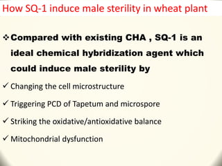 Compared with existing CHA , SQ-1 is an
ideal chemical hybridization agent which
could induce male sterility by
 Changing the cell microstructure
 Triggering PCD of Tapetum and microspore
 Striking the oxidative/antioxidative balance
 Mitochondrial dysfunction
How SQ-1 induce male sterility in wheat plant
 