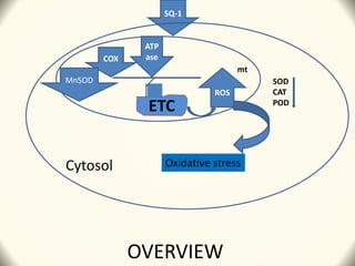 SQ-1
COX
ATP
ase
ETC
ROS
Cytosol
MnSOD
Oxidative stress
mt
SOD
CAT
POD
OVERVIEW
 
