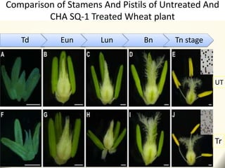 Comparison of Stamens And Pistils of Untreated And
CHA SQ-1 Treated Wheat plant
Td Eun Lun Bn Tn stage
UT
Tr
 