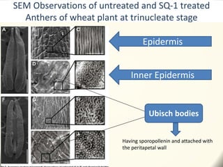 SEM Observations of untreated and SQ-1 treated
Anthers of wheat plant at trinucleate stage
Epidermis
Inner Epidermis
Ubisch bodies
Having sporopollenin and attached with
the peritapetal wall
 